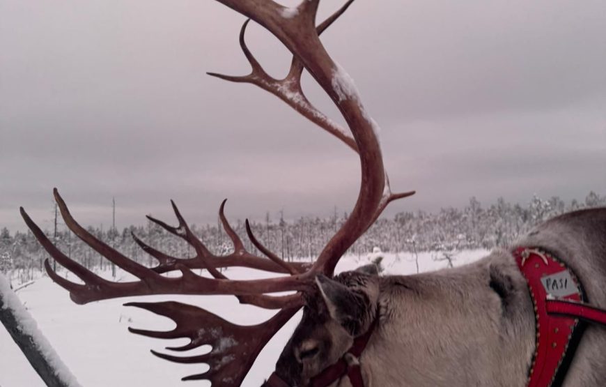 31 Ocak – 03 Şubat 2026 Cumartesi-Salı Mois Gabay ile Kuzey Işıkları Diyarı: Lapland’da Bir Masal Yolculuğu
