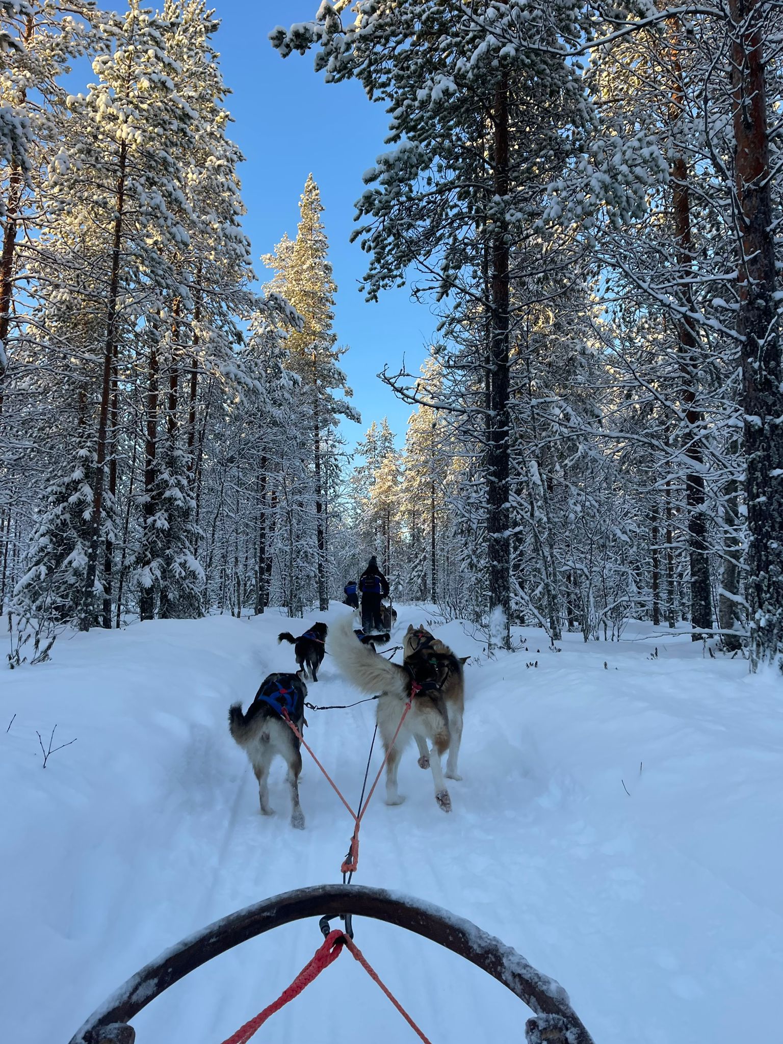 2.	Gün :   Husky safarisi + Ren geyiği safarisi + Ice Hotel ziyareti