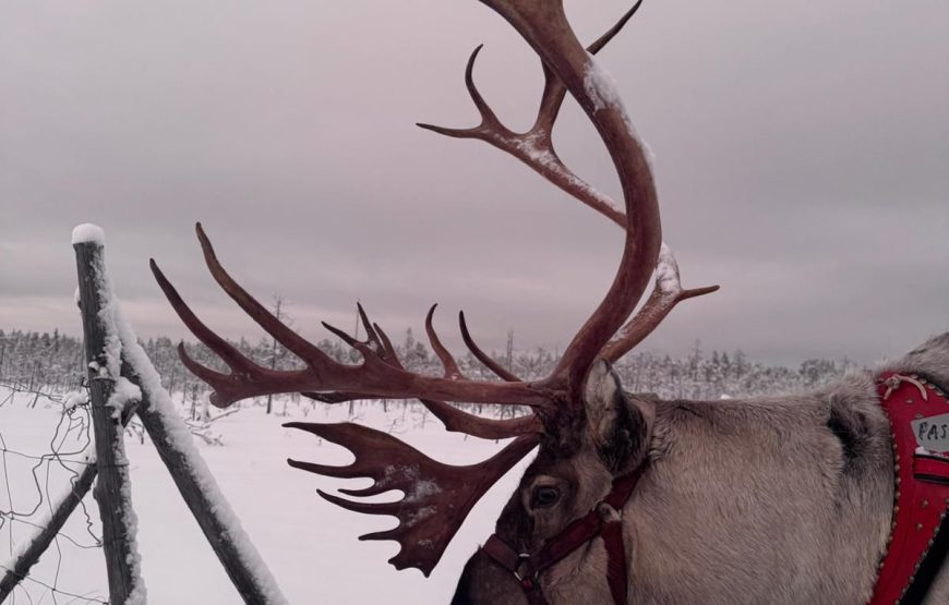 31 Ocak – 03 Şubat 2026 Cumartesi-Salı Mois Gabay ile Kuzey Işıkları Diyarı: Lapland’da Bir Masal Yolculuğu